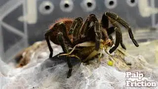 Theraphosinae sp 