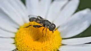 Syritta pipiens  MILESIINI HOVER FLY feeding 9068918