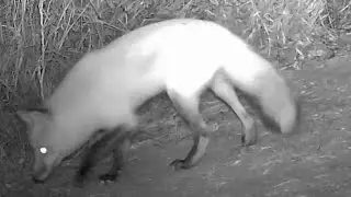 Red Fox 02-02-2026