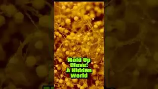 Microscopic Mold on Bun! | See What&rsquo;s Growing Close-Up 🔬 #Shorts #MoldUnderTheMicroscope