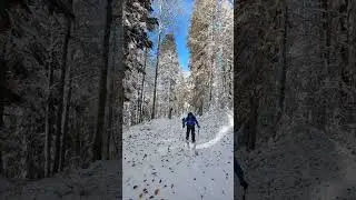 #bear #travel #mountains #skiresorts #borhevic #winter #зимасочи #зиманезагорами