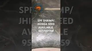 BHAVANI HATCHERIES- ANDHARA'S PRIME QUALITY SEED AVAILABLE 👌