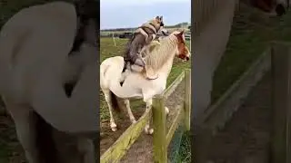 Well, our Fenrir has very good horse riding skills too!  @TheWolfdogsMum#dogs #funny #horseriding