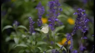 Purple Dreams: Purple Flowers and Captivating Nature with relaxing soft music.