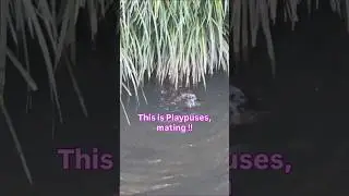 Yes or no? The Platypus dance worked ? #platypus #animalsmatchinggame
