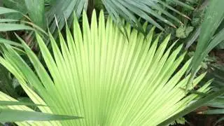 Guangzhou tourism iPhone mobile phone shoot fan shaped leaves of plants