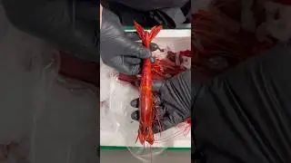 La crevette la plus ch&egrave;re du monde! 😱🤑 #crevette #food #cuisine #marseille #seafood