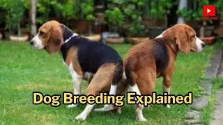 Dog Breeding Explained: The Complete Guide for Pet Owners & Breeders!