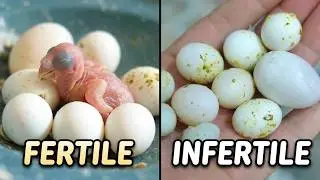 The Complete Guide to Budgie Infertility 🥚