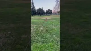 Not wanting to leave the park#bloodhound #hounddog #houndlife#stubborndog
