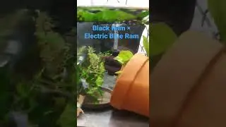 Breeding Black Ram with Electric Blue Ram- Will it work??