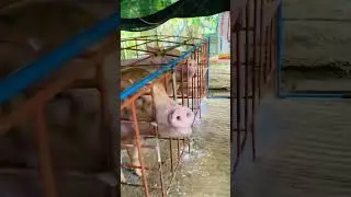 hungry pigs waiting 😋 #farmer #pig #piggy #farming101 #pigfarmer #goodvibes