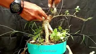 PRES BATANG BONSAI SANCANG 