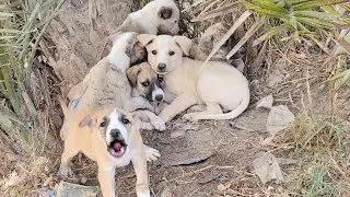 Rescuing an Abandoned Angry Puppy | Before and After Transformation