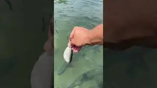 Tarpon Feeding! Islamorada Florida Keys.  #fishing #subscribe #shorts #islamorada #keys #tarpon