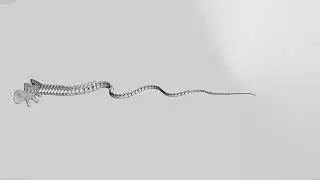 Brontosaurus did not have supersonic tail