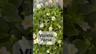 Violeta Persa, como cuidar! #flores