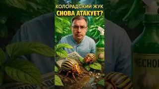 Как избавиться от колорадского жука на картошке без химии