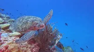 Diving the Maldives: Exploring the best reefs of North Male and Baa Atoll