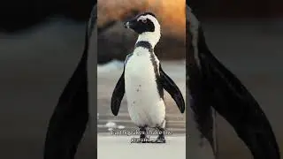 Penguins Follow Earthquakes?