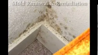 Mold Removal Boynton Beach Fl - Mold Inspection - Mold Testing - Mold Damage Repair