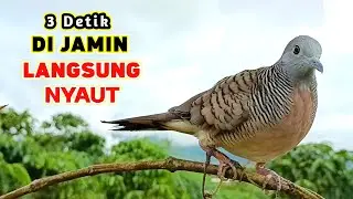 Suara Burung Perkutut Pikat Gacor Terbaru Di Jamin Langsung Nyaut 