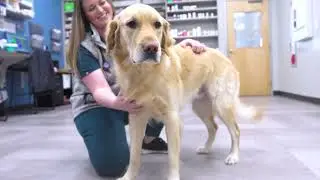 The CityVet Difference