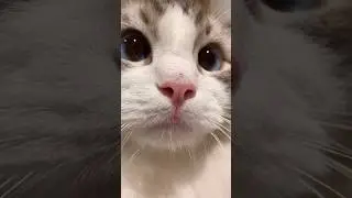 cat sound ll #cat #funny