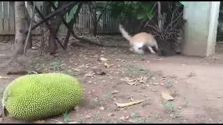 Cat Got Jackfruit Turns Into Real Rescue Fight Caught On Camera Backyard Battle 😱🐱 #shorts!
