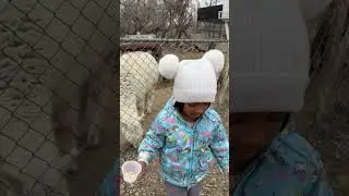 Lama and goats! #funny #cute #animals #kids #kidsanimals