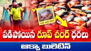 Vannamei shrimp prices | Monsoon shrimp farming Tips | Aqua bulletin