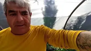 Plantando las almajaras (semilleros) de tomates y pimientos