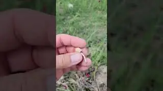 Eating 🍄 mushroom growing on cow 💩 dung #shorts