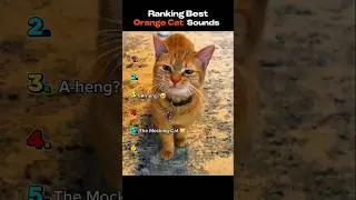 Ranking The Best Orange Cat Sound #shorts #cat #catvideos #ranking #funny #funnycats