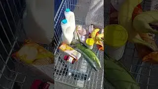 #1386.. $59 worth at Countdown New Zealand 🇳🇿 10/3/24. #newzealand #AffordingFoodInNZ