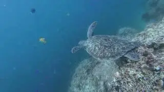 Diving with cute sea turtle and friendly  blue-streak cleaner wrasse Pamilacan Island