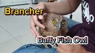 New Comer, Brancher Buffy Fish Owl