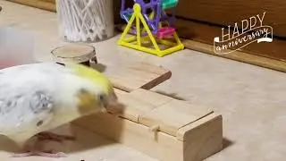 ７才の誕生日🎉宝箱あけるよ  オカメインコ ひなた cockatiel