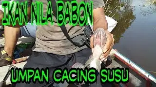 Mancing ikan nila umpannya pakai cacing susu,hasilnya mantap