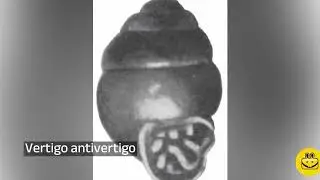 Vertigo antivertigo