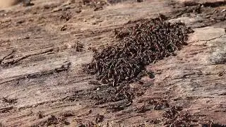 Stokkmaur, Camponotus sp, Carpenter ants