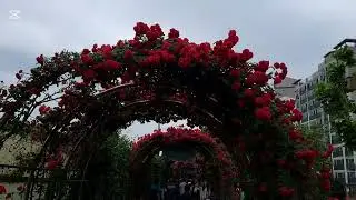 Rose festival in Seoul. 2025 