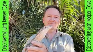 Monitor Lizard Facts With Keeper Dave. Discovering With Keeper Dave Goanna Lizards.
