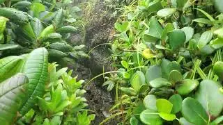Tenorio Volcano summit trail