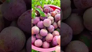 This Mango is EVIL 😵&zwj;💫#ExtremeBite #FoodShorts #SnackTime #asmr #foodreaction #sourbite
