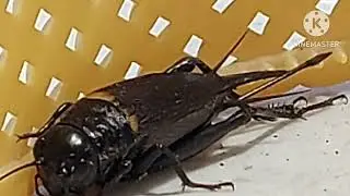 TWO-SPOTTED CRICKET
