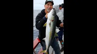 More tips on Fishing for Kelp Paddy Yellowtail