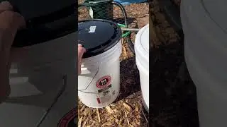 5 gallon bucket lid: standard versus Gamma Seal #foodpreservation