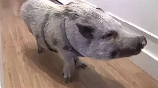 Montreal couple hoping city lets them keep pet pig named Babe