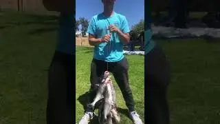 Limits of Catfish at Santee Lakes San Diego, California